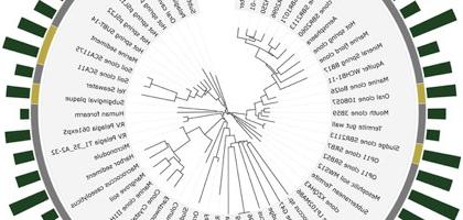 A circular phylogenetic tree